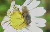343304 – Photo : Numayta – France (68)